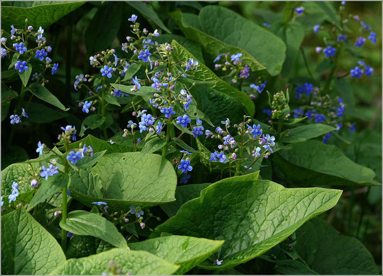 Изображение особи Brunnera sibirica.