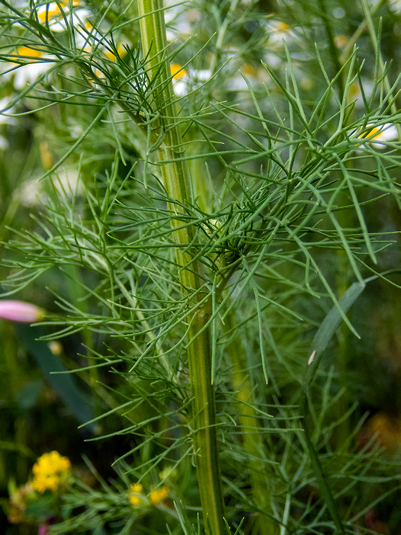 Image of Tripleurospermum inodorum specimen.