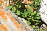 Teucrium chamaedrys