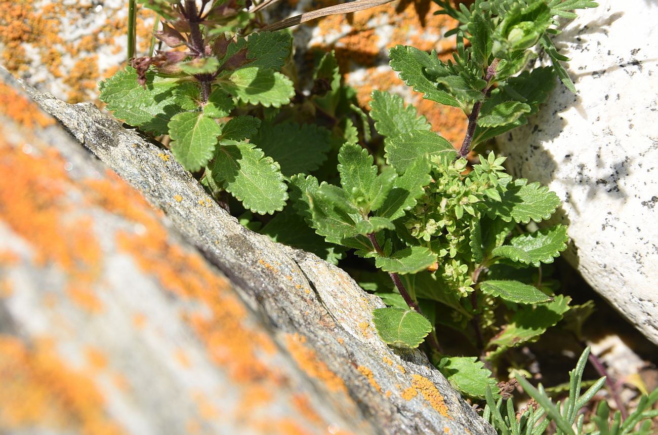 Image of Teucrium chamaedrys specimen.