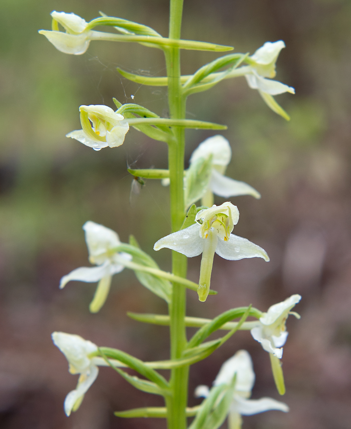 Image of Platanthera chlorantha specimen.