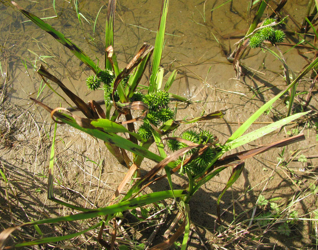 Image of Sparganium microcarpum specimen.