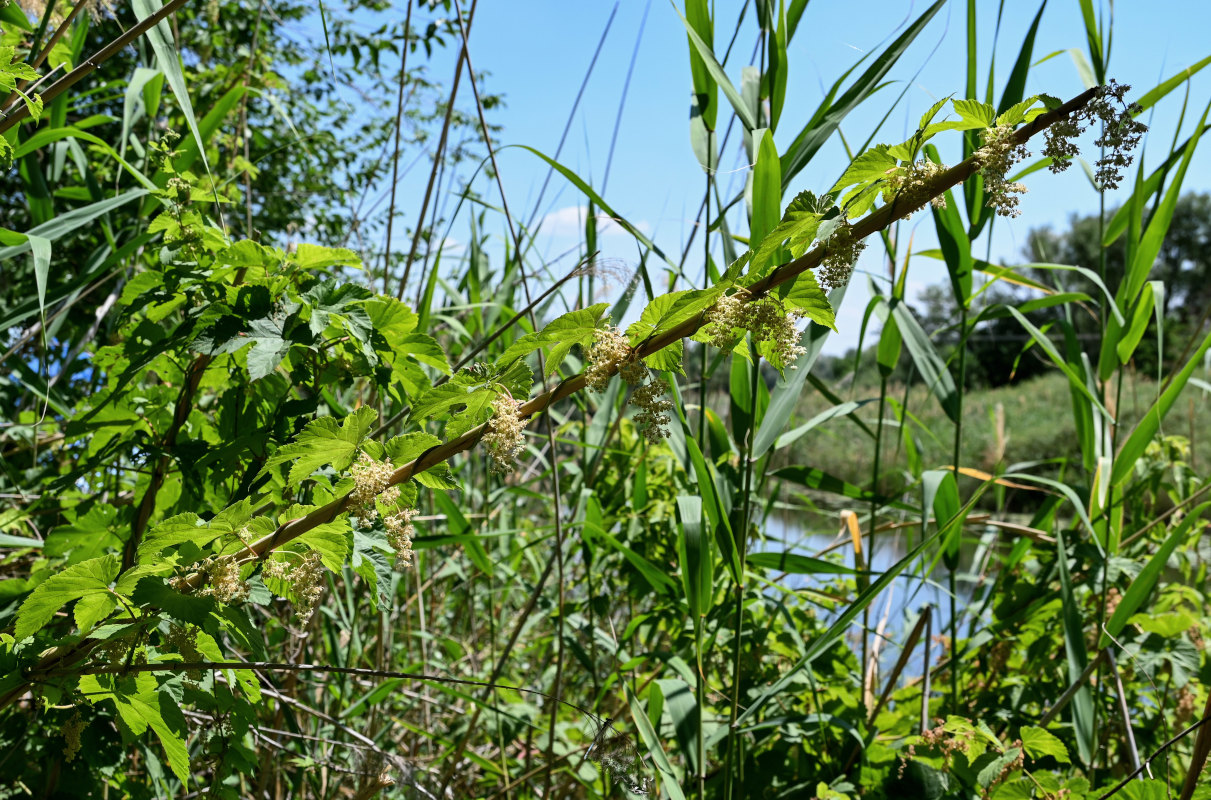 Image of Humulus lupulus specimen.