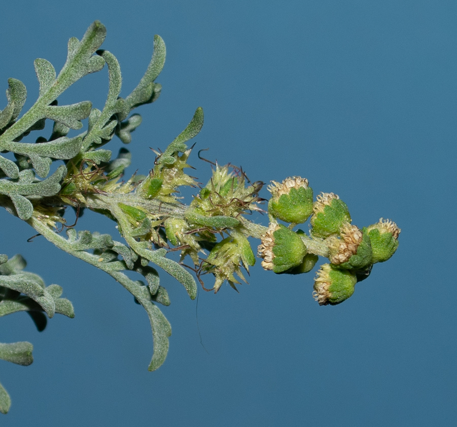 Image of Ambrosia chamissonis specimen.