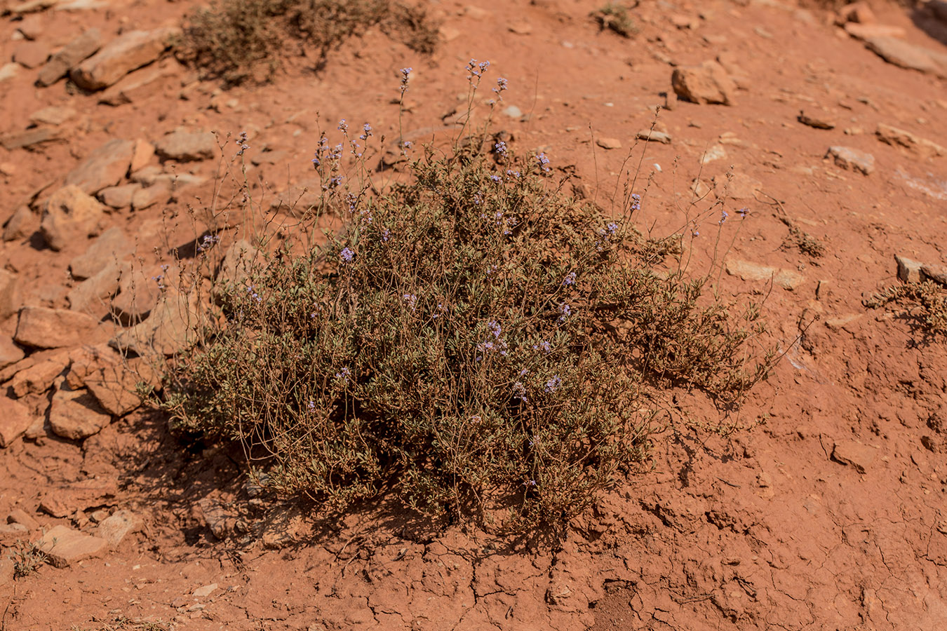 Image of Limonium suffruticosum specimen.