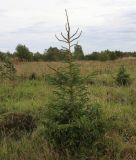 Picea abies. Подрост с очень большими годовыми приростами. Ярославская обл., Пошехонский р-н, западные окр. г. Пошехонье, старая залежь. 26.08.2019.