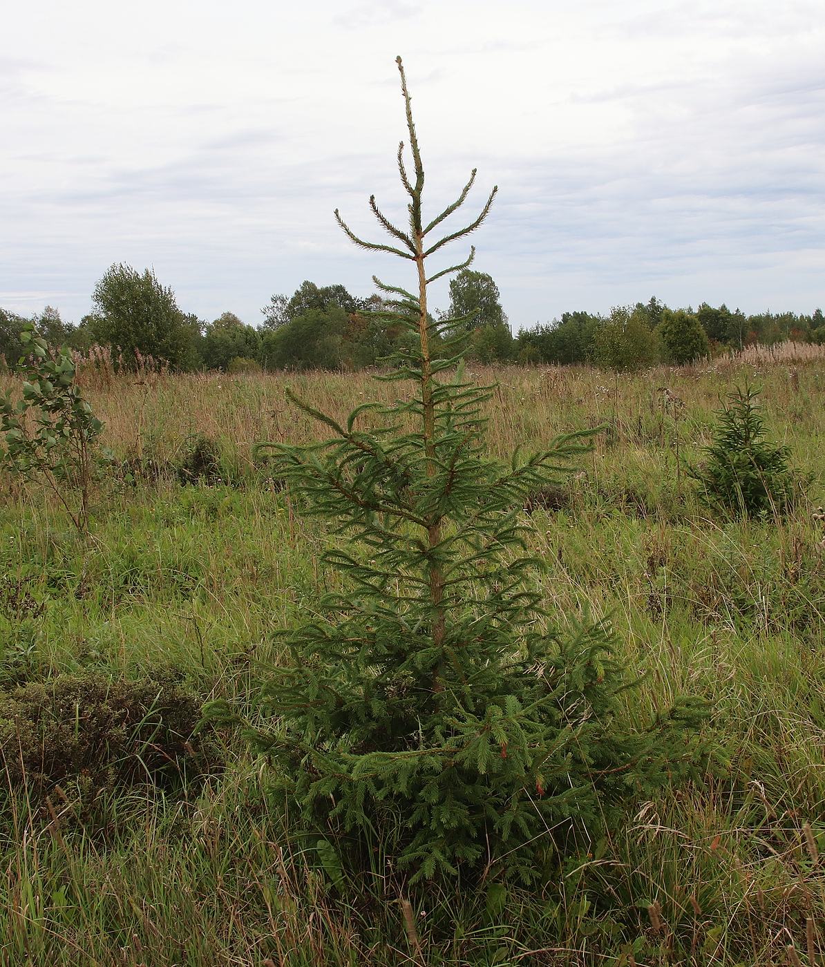 Изображение особи Picea abies.