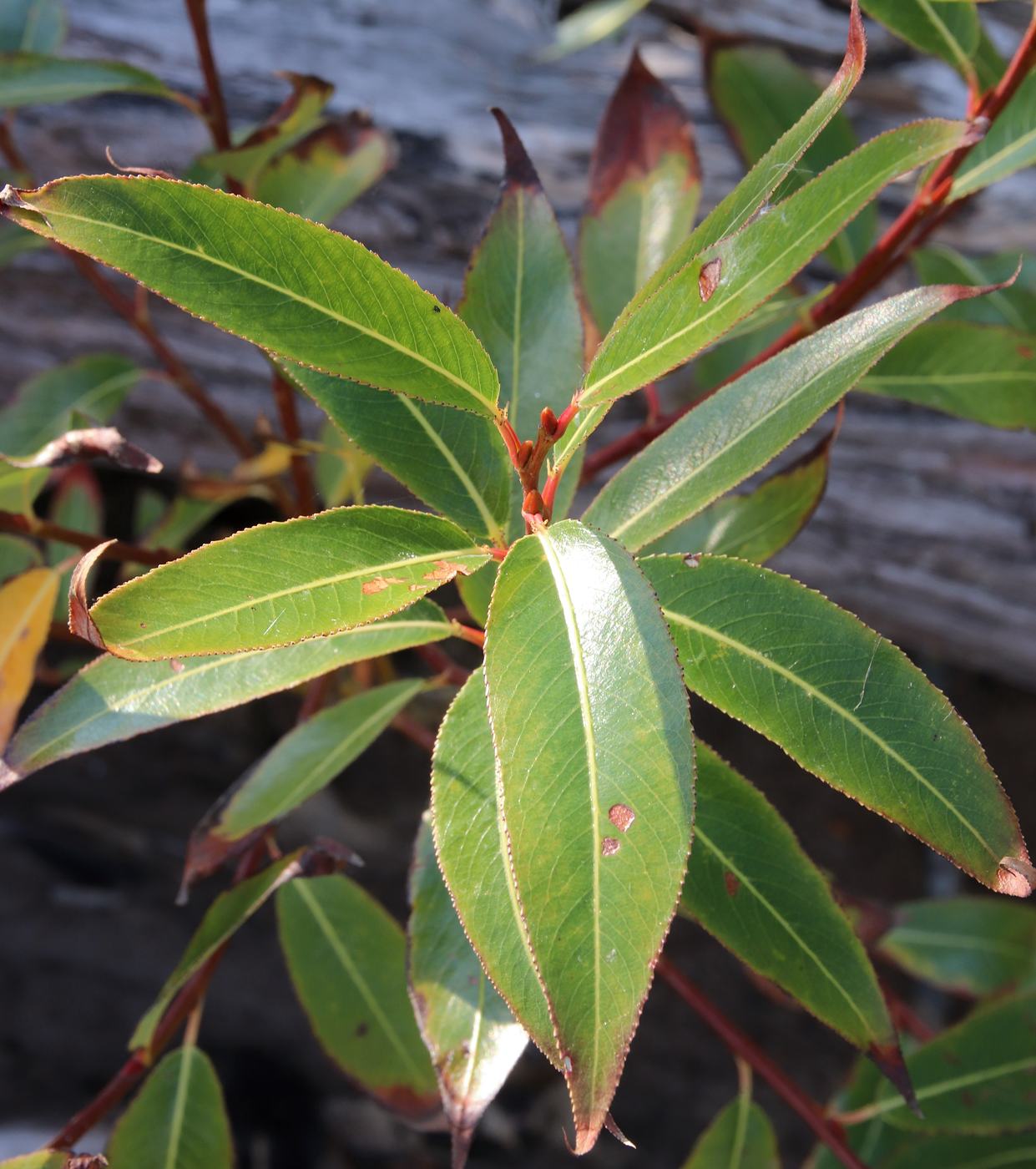 Image of Salix pentandra specimen.