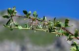 Berberis integerrima