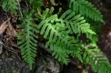 Polypodium vulgare. Спороносящие вайи. Армения, обл. Тавуш, Дилижанский национальный парк, берег оз. Парз, ≈ 1300 м н.у.м., широколиственный лес, каменистый участок склона. 22.06.2022.