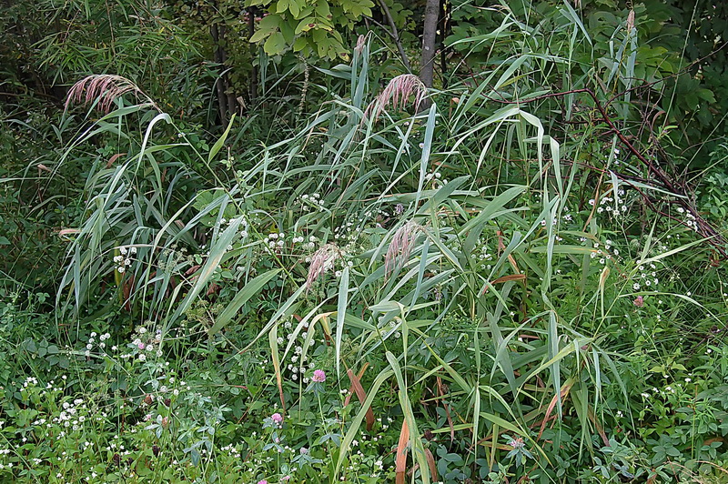 Image of Phragmites australis specimen.