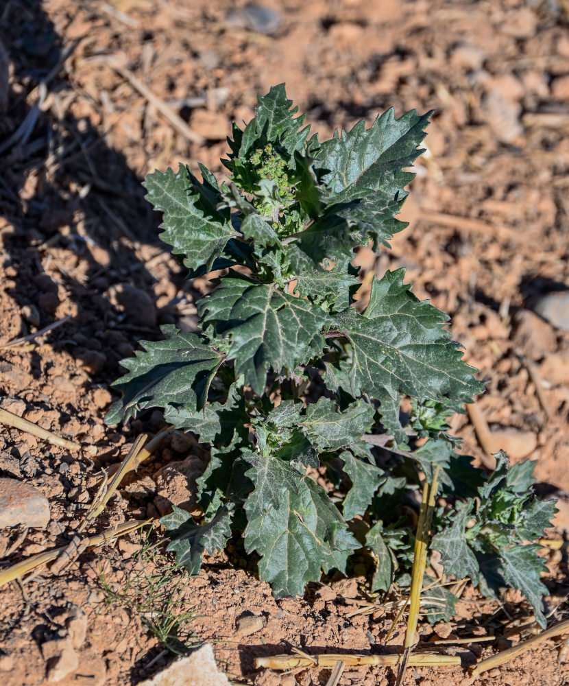 Изображение особи Chenopodiastrum murale.