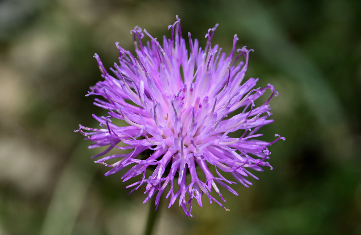 Image of Klasea haussknechtii specimen.