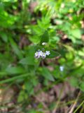 Myosotis arvensis. Цветки и бутоны. Краснодарский край, городской округ Сочи, Адлерский р-н, окр. с. Казачий Брод, широколиственный лес, рядом с обрывом. 17.04.2023.