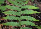 Dryopteris filix-mas. Часть вайи. Пермский край, Кунгурский р-н, окр. дер. Дейково, окр. ур. Греховская гора, сосновый бор. 04.06.2023.