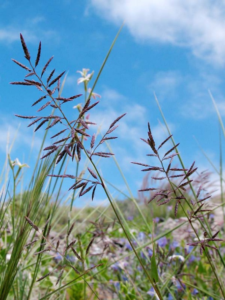 Image of Eragrostis barrelieri specimen.