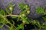 Honckenya peploides ssp. major