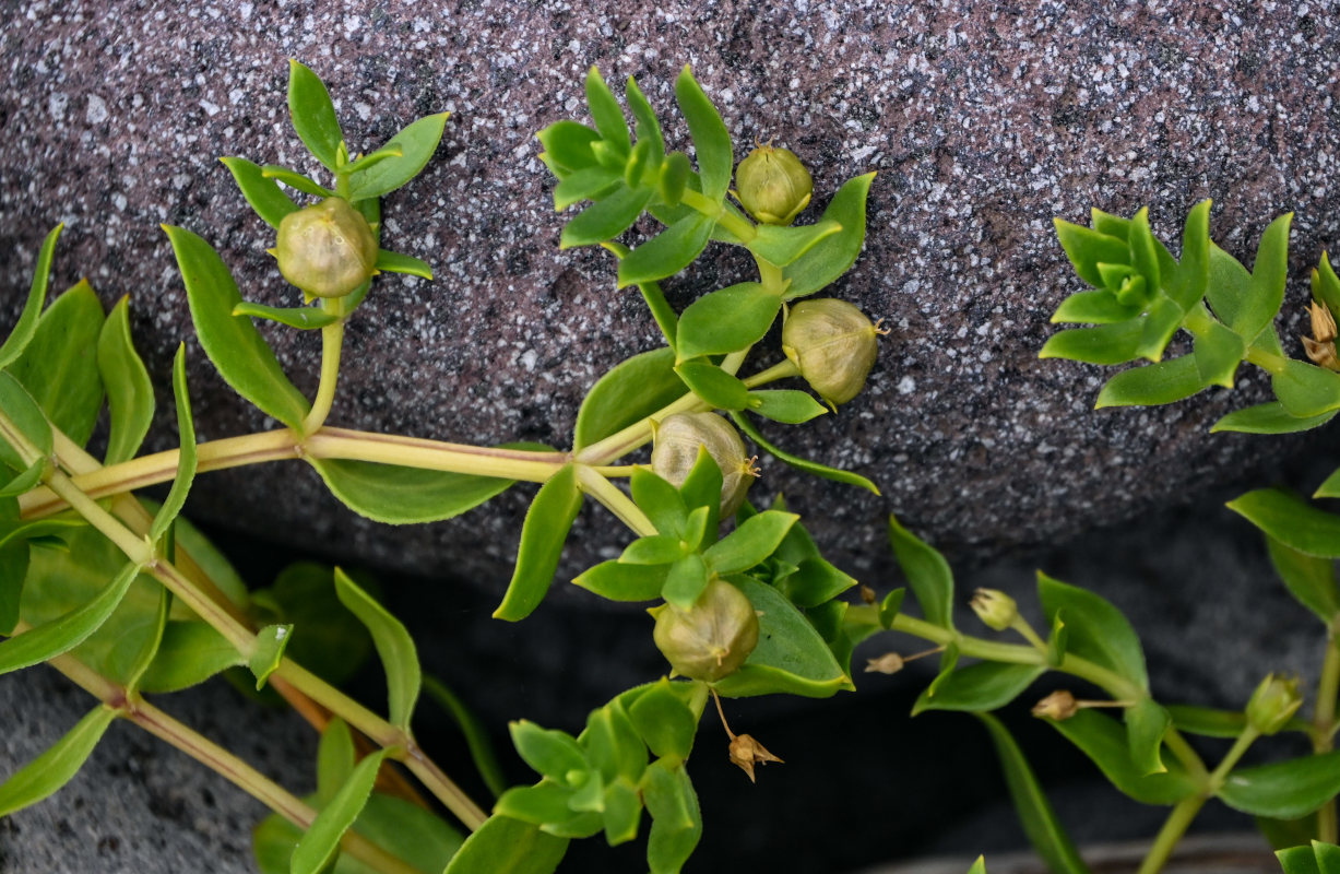 Image of Honckenya peploides ssp. major specimen.