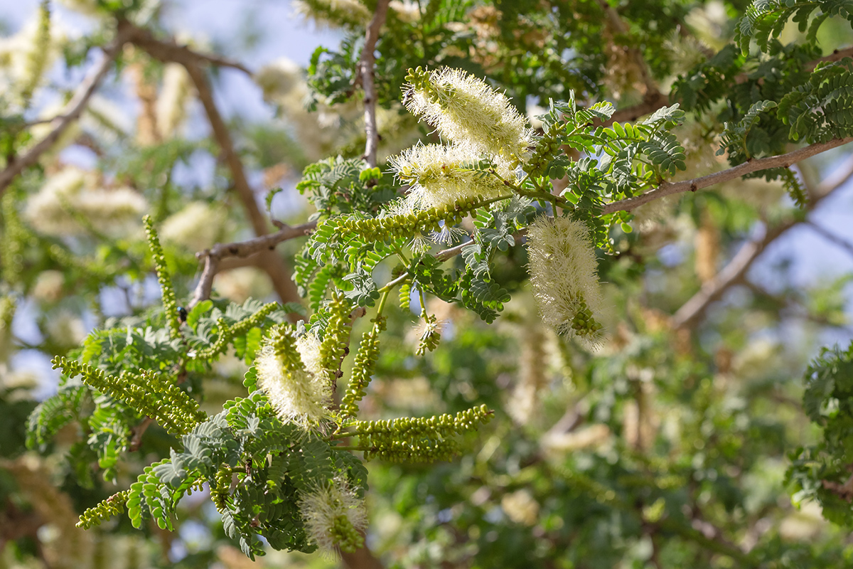 Изображение особи Faidherbia albida.