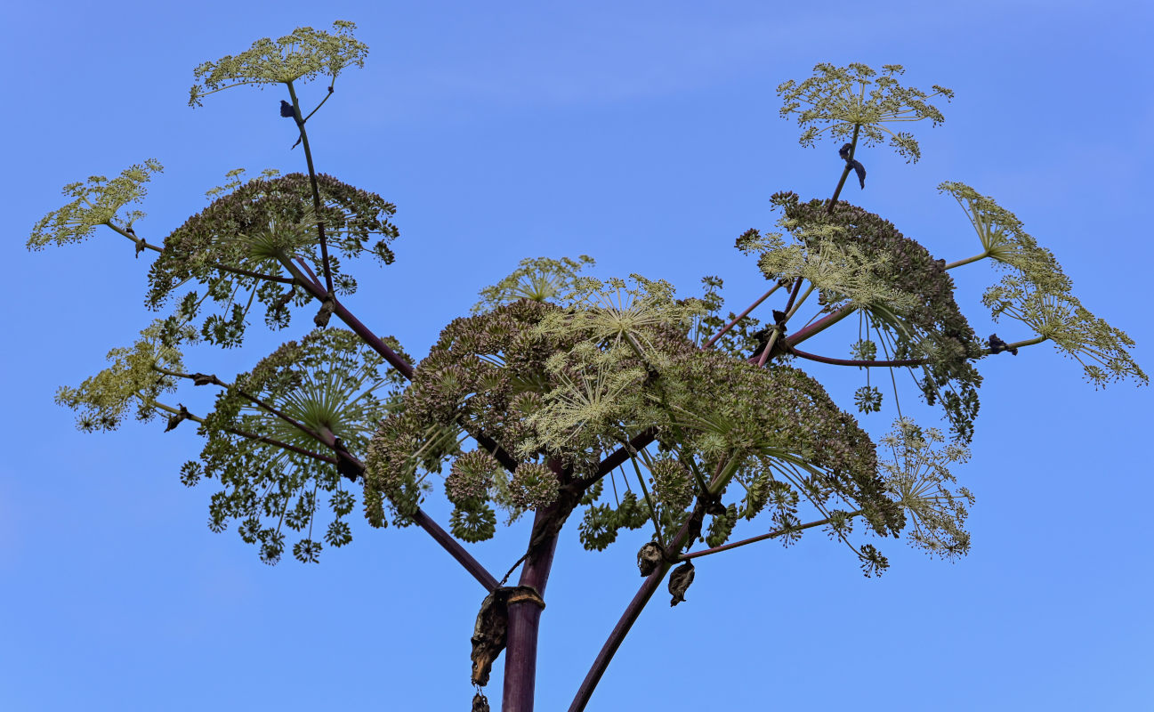 Image of Angelica ursina specimen.