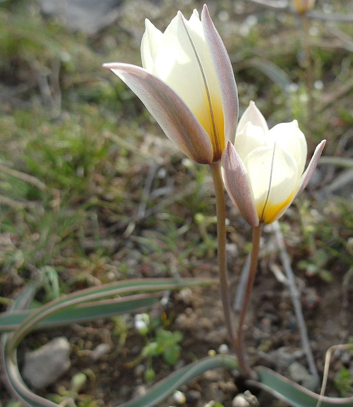 Изображение особи Tulipa bifloriformis.