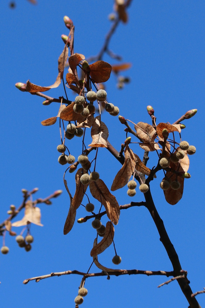 Image of genus Tilia specimen.