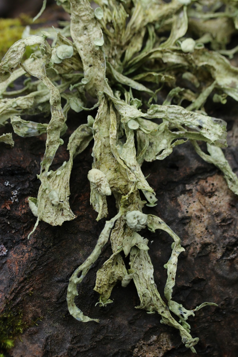 Изображение особи Ramalina fraxinea.