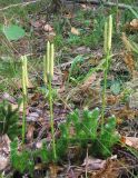 Lycopodium clavatum. Спороносящее растение. Смоленская обл., Смоленский р-н, окр. пос. Каспля, берёзовая роща. 23.08.2008.