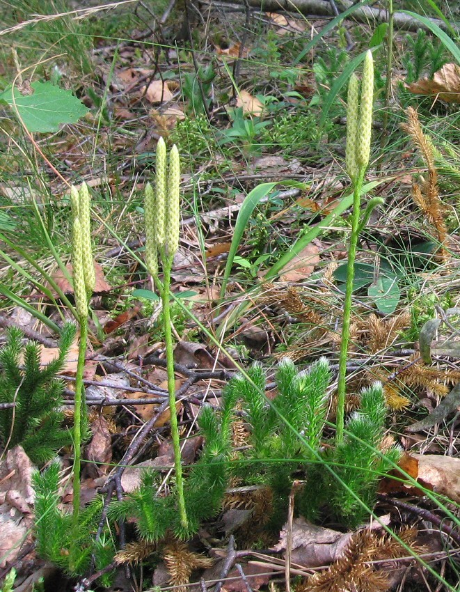 Изображение особи Lycopodium clavatum.