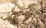genus Thymus