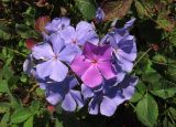 Phlox paniculata