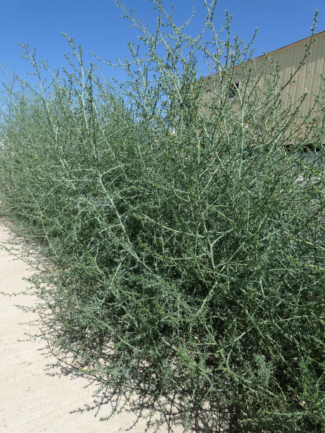 Изображение особи Salsola tragus.