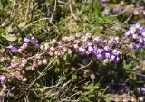 Calluna vulgaris