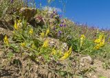 Melilotus officinalis