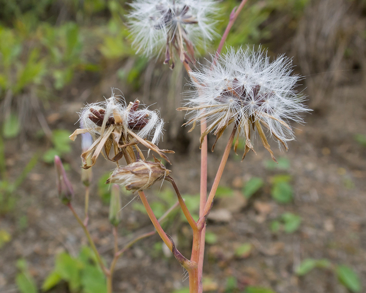 Image of Cicerbita racemosa specimen.