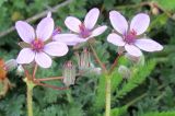 Erodium ciconium