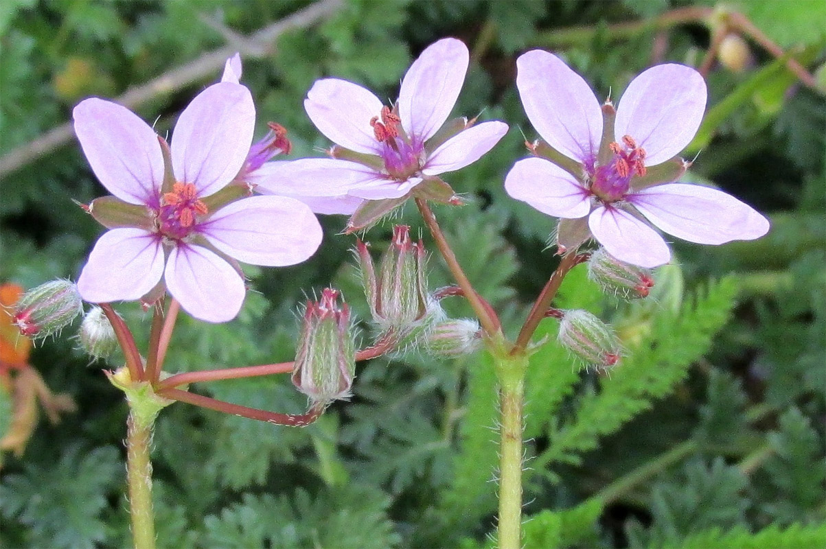 Image of Erodium ciconium specimen.