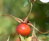 Rosa beggeriana