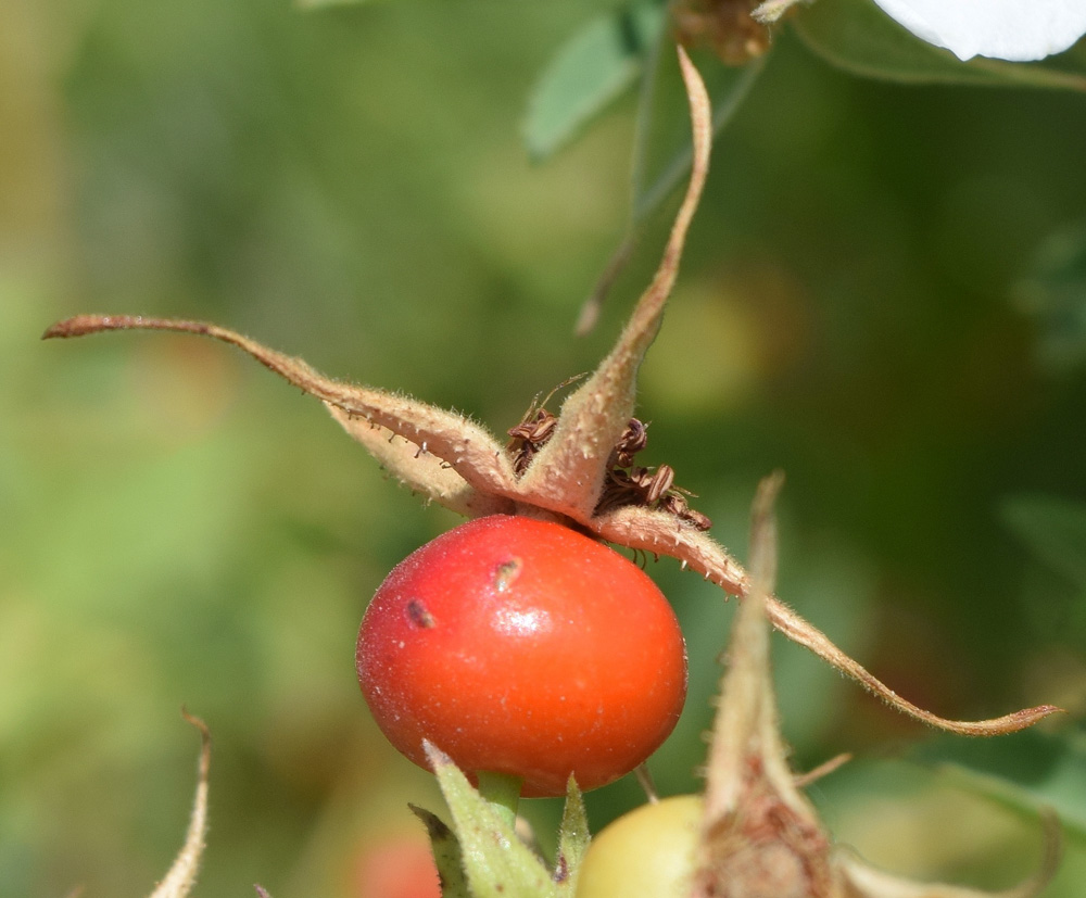 Image of Rosa beggeriana specimen.