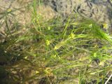 Ruppia maritima
