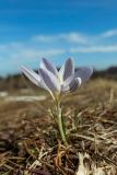 Crocus reticulatus