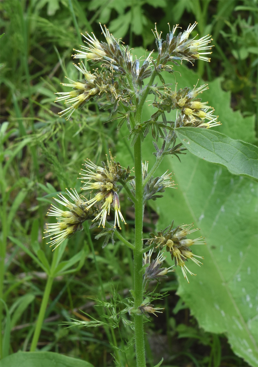 Image of Solenanthus circinnatus specimen.