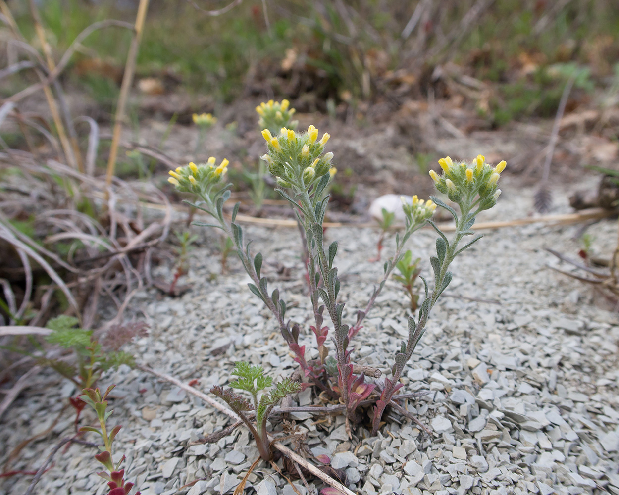 Image of Alyssum alyssoides specimen.