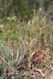 Valerianella echinata