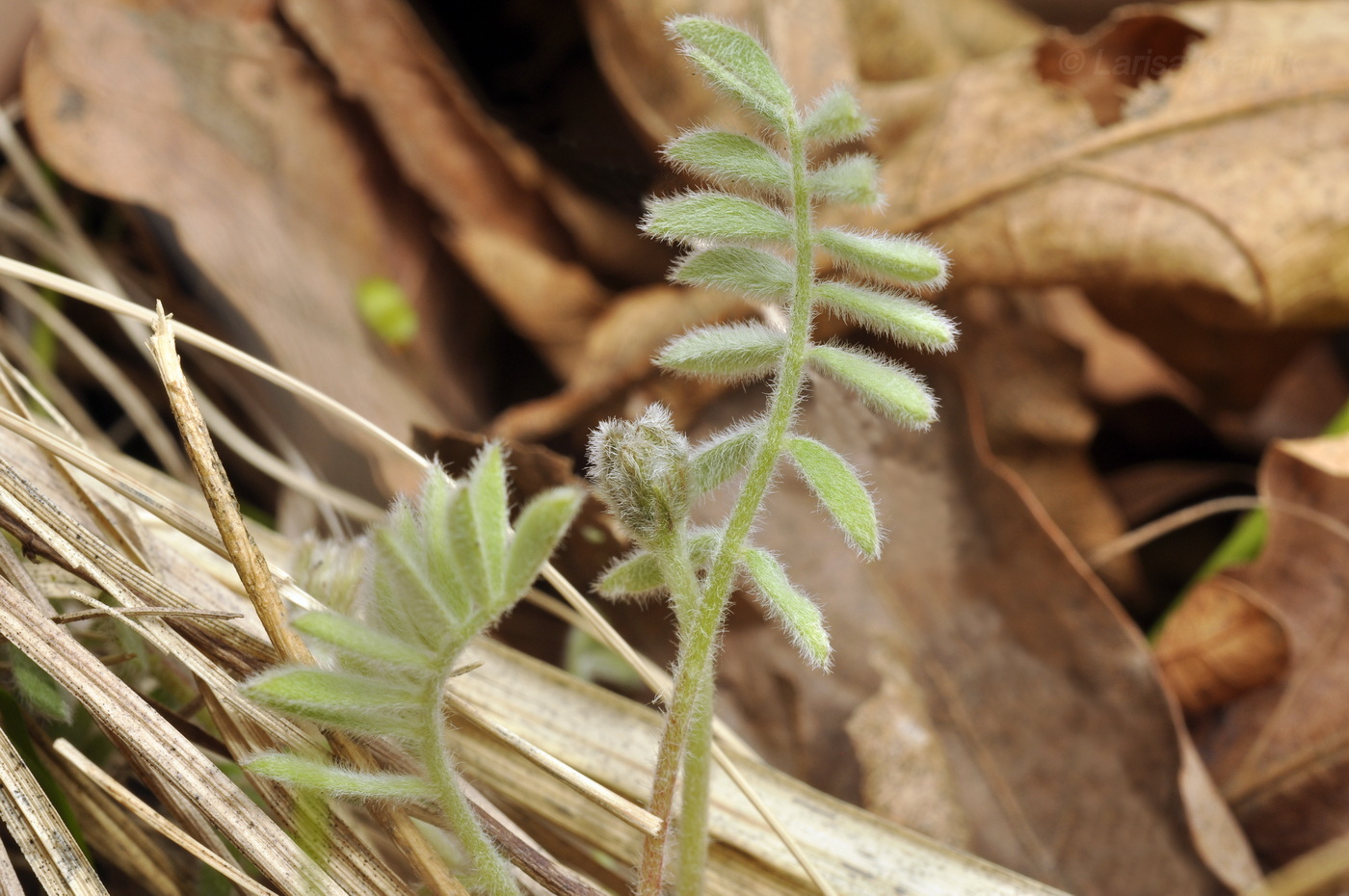 Image of Gueldenstaedtia verna specimen.