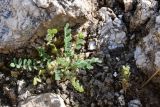 genus Astragalus. Плодоносящее растение. Таджикистан, Хатлонская обл., Кабодиёнский р-н, хр. Аруктау, окр. пер. Дандан-Чикан, пестроцветы. 14 апреля 2025 г.