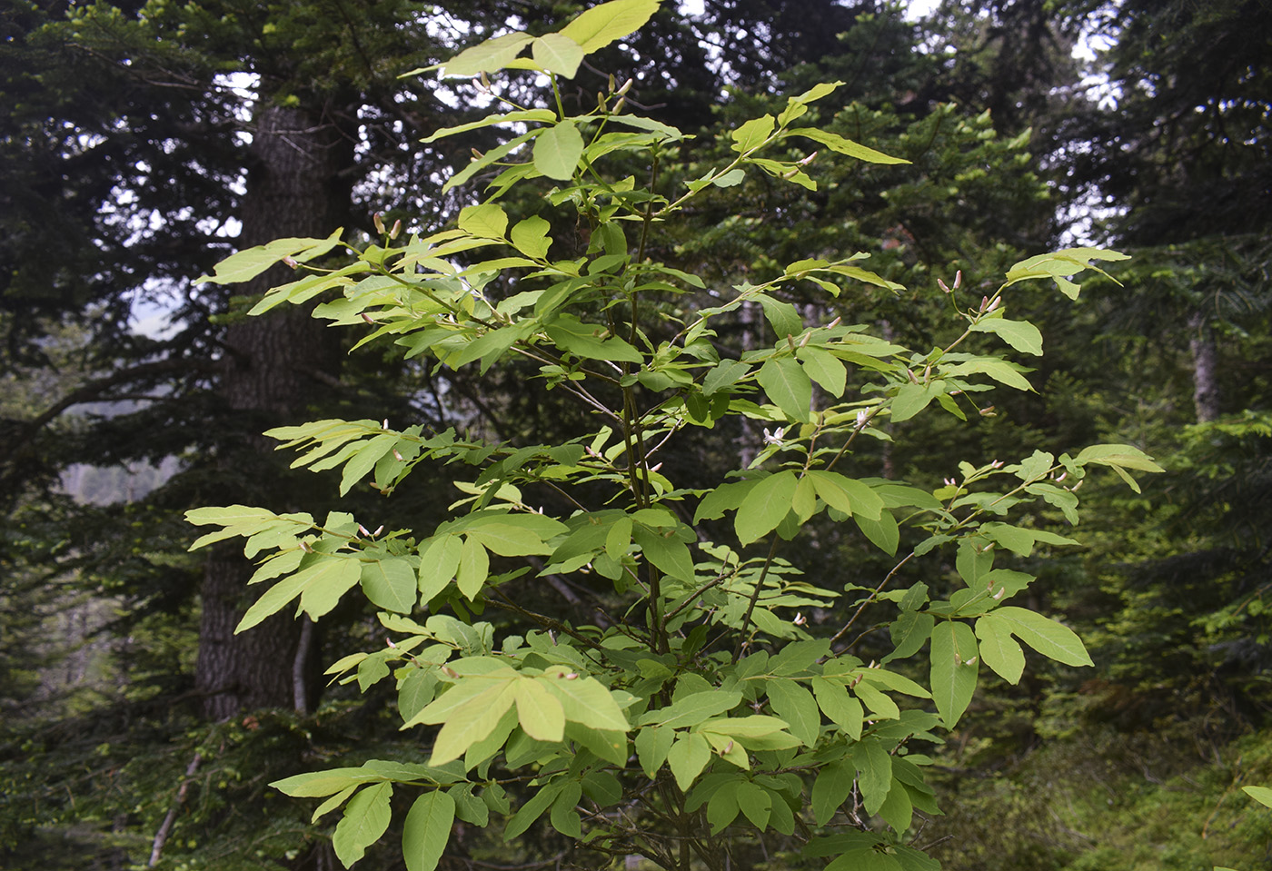 Image of Lonicera nigra specimen.