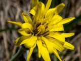 Scorzonera mollis. Соцветие. Крым, г. Судак, ур. Алчак-Кая, северный склон, луг. 10.04.2025.