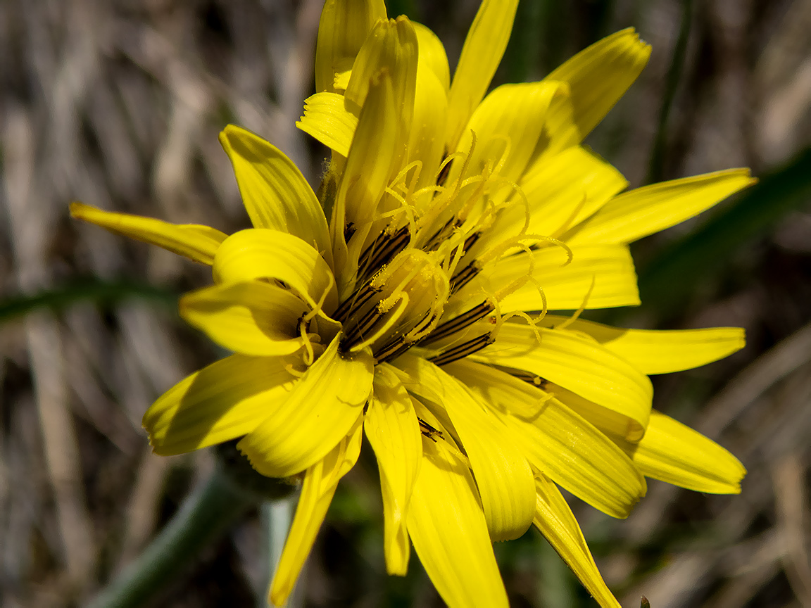 Image of Scorzonera mollis specimen.