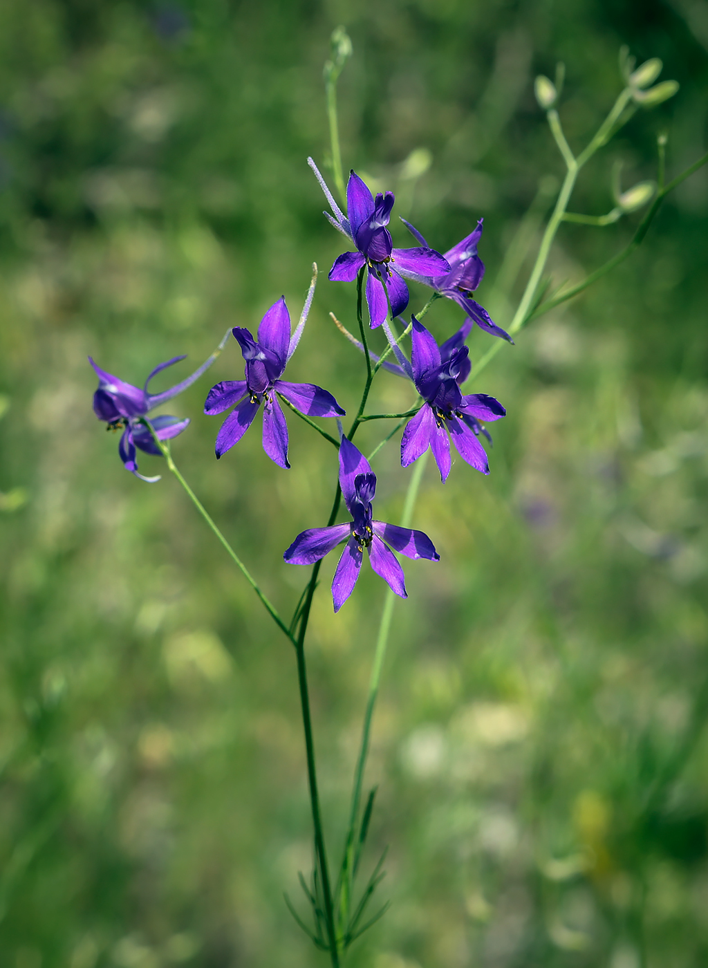 Image of Delphinium consolida specimen.